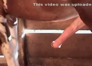 Nasty horse cums a massive load