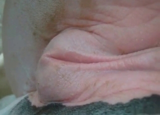 Animal has its hole fisted