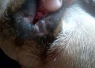 Hard cock in the zoo porn video