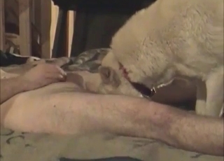 Doggy is licking a dirty whore