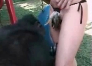 Monkey in the stunning zoo porn